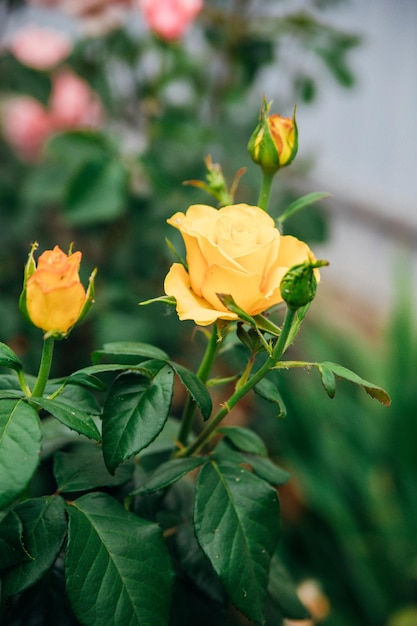 Um jardim amarelo rosa em um arbusto em um jardim de verão Verde brilhante suculento fundo desfocado A beleza está na natureza Rosebuds