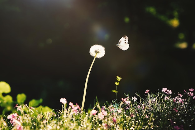 Um jardim cheio de flores de dente-de-leão, esporos e lindas flores que anunciam a primavera em uma manhã fresca