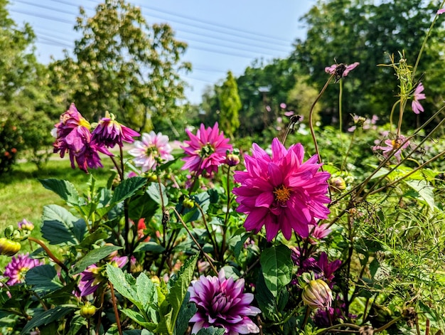 Um jardim com flores roxas em primeiro plano e uma árvore verde ao fundo