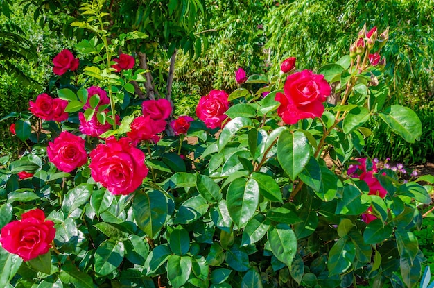 Um jardim com rosas em flor