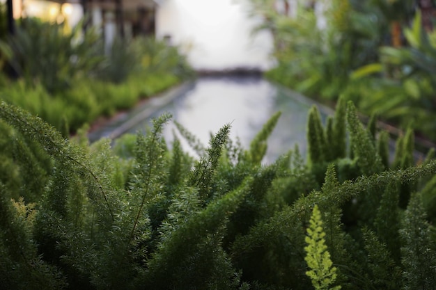 Um jardim com samambaias e uma piscina ao fundo