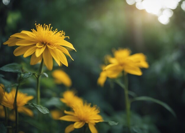 Um jardim de flores amarelas