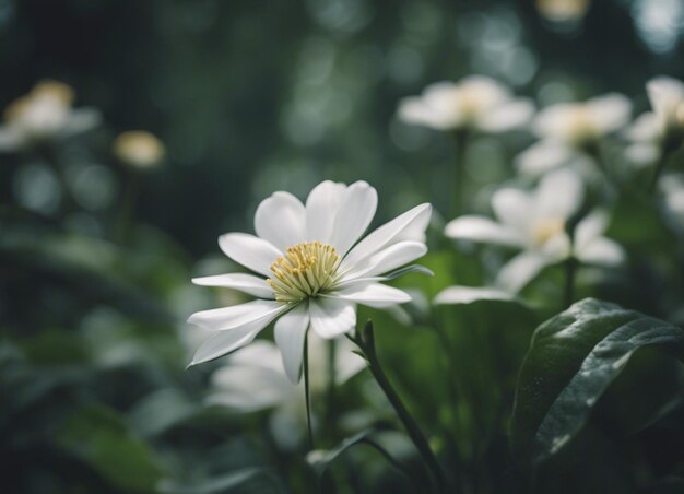 Um jardim de flores brancas