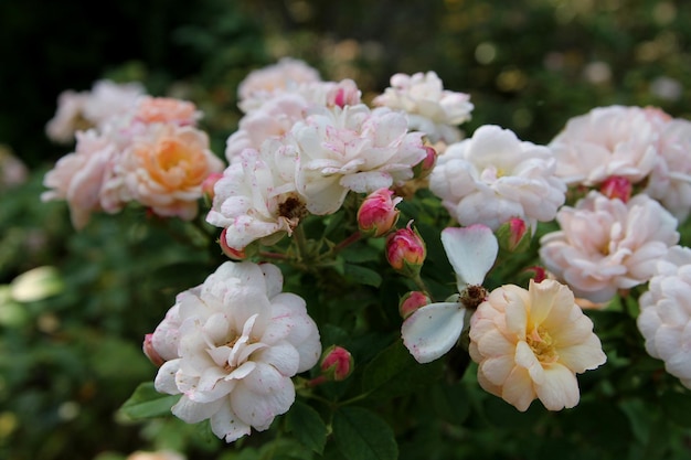 Um jardim de flores com rosas ao fundo