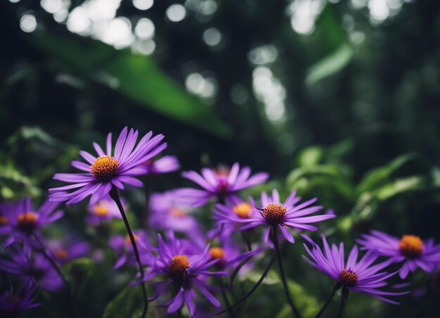 Um jardim de flores roxas