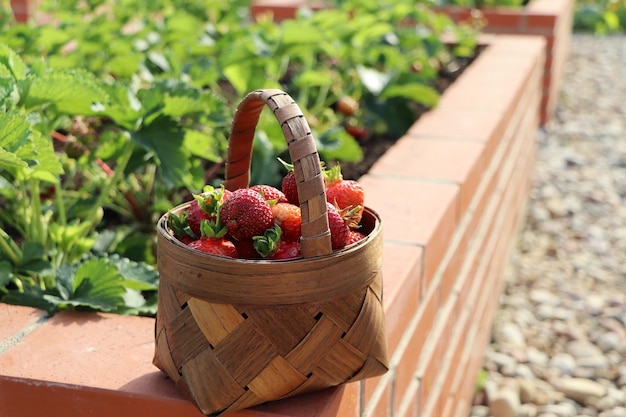 Um jardim de legumes moderno com camas de tijolos elevados Camas elevadas de jardinagem em um jardim urbano