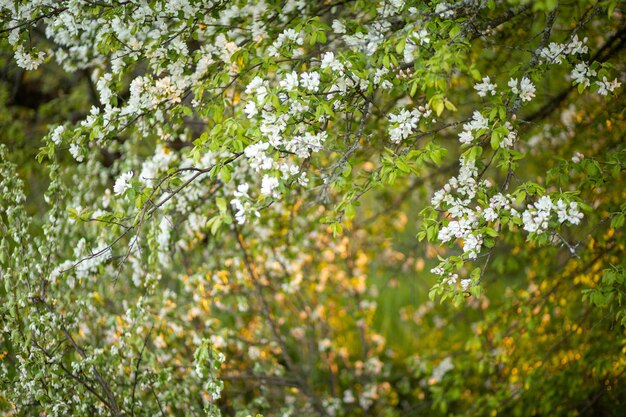 um jardim verde florescente e muitas flores de maçã pétalas brancas ficam lindas em um verde e amarelo