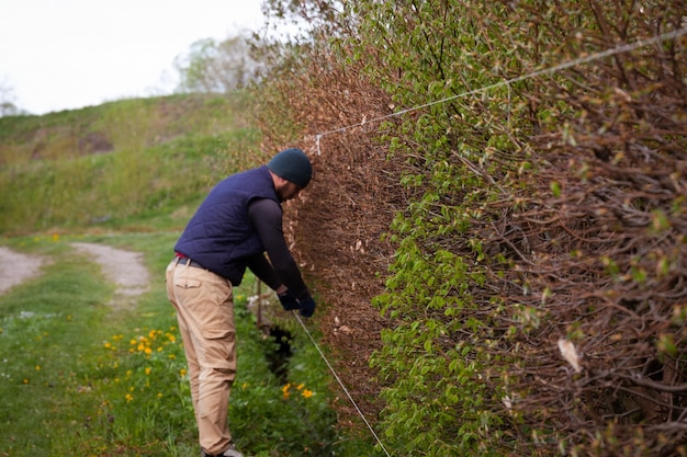 Um jardineiro apara uma sebe no início da primavera, nivelando-a com cadarços esticados