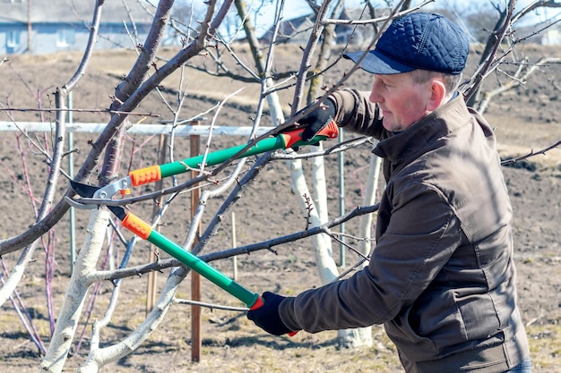 Um jardineiro corta galhos de árvores com grandes tesouras de jardim Podando árvores na primavera