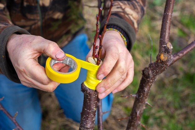 Um jardineiro enxerta uma árvore frutífera usando o método de divisão no início da primavera, fixando as mudas com fita adesiva