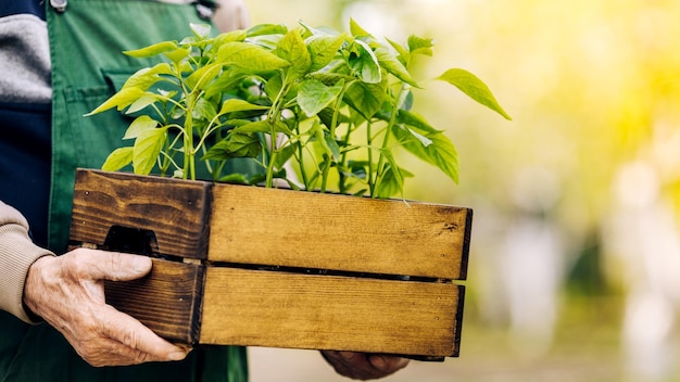 Um jardineiro masculino mantém mudas de tomate em uma caixa pronta para plantar em um jardim orgânico Plantando e paisagismo na primavera
