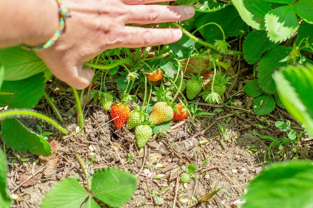 Um jardineiro separa um arbusto de morango com frutas maduras em crescimento Cultivo de morangos