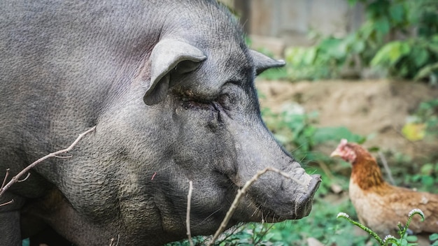 Um javali ao lado de uma galinha no campo.