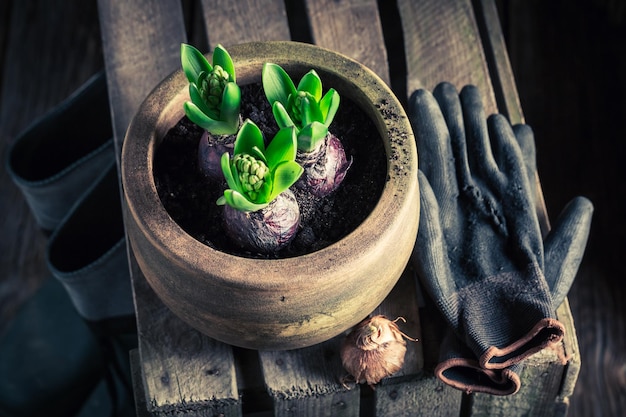 Um jovem açafrão verde e velhas ferramentas de jardinagem