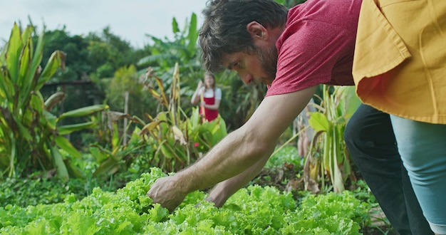 Um jovem agricultor colhendo alface orgânica Homem agricultor urbano colhe comida da fazenda local