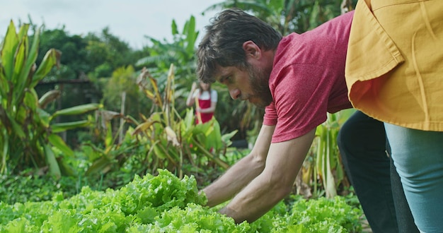 Um jovem agricultor colhendo alface orgânica Homem agricultor urbano colhe comida da fazenda local
