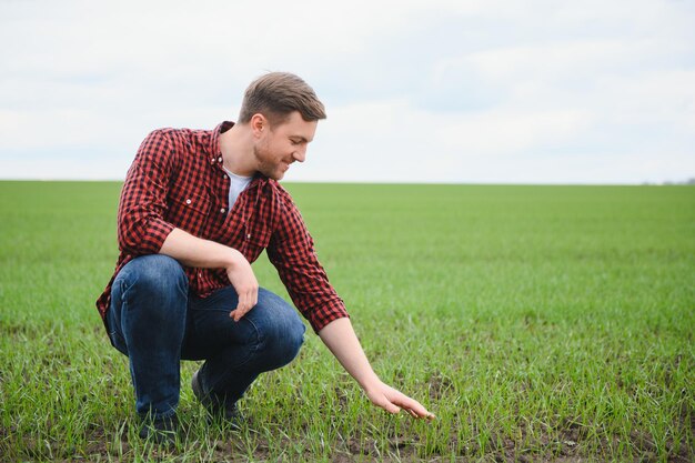 Um jovem agricultor inspeciona a qualidade dos brotos de trigo no campo O conceito de agricultura