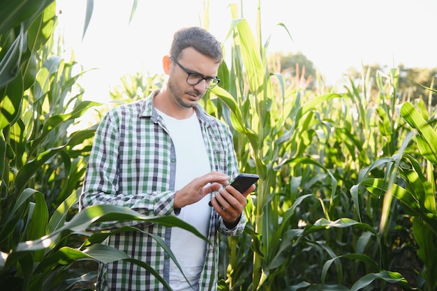 Um jovem agrônomo examina milho em terras agrícolas Agricultor em um campo de milho em um dia ensolarado