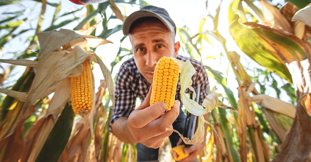 Um jovem agrônomo inspeciona a qualidade da colheita de milho em terras agrícolas Agricultor em um campo de milho em um dia quente e ensolarado