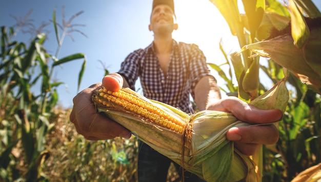 Um jovem agrônomo inspeciona a qualidade da colheita de milho em terras agrícolas Agricultor em um campo de milho em um dia quente e ensolarado