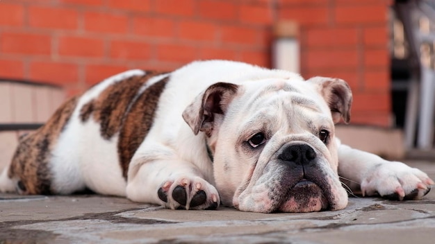 Um jovem bulldog inglês triste deita-se no quintal em frente à casa na rua e olha para o ca