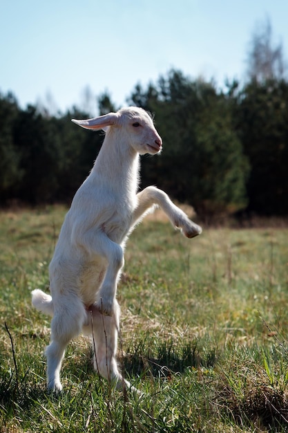 Foto um jovem cabrito branco andando sobre duas pernas no prado