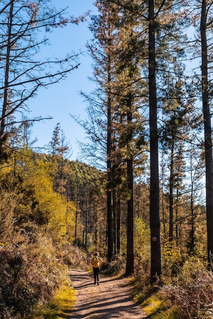 Um jovem caminhante em um pôr do sol de outono em uma rota por uma bela floresta, conhecendo a natureza