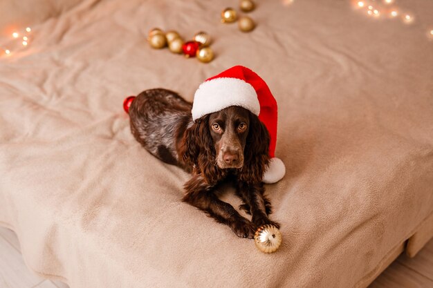 Um jovem cão spaniel russo com um chapéu de papai noel está deitado na cama e brincando com bolas decorativas de natal vermelhas e douradas.