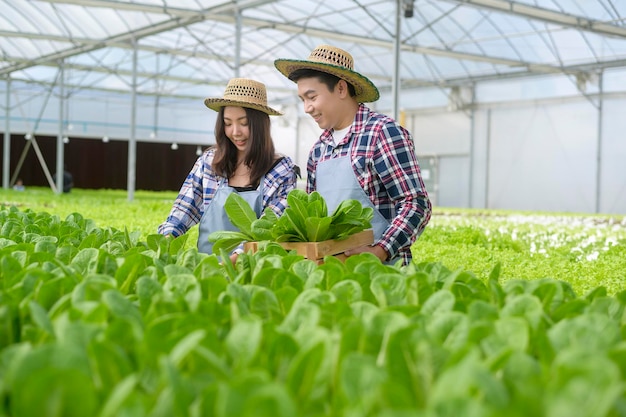 Um jovem casal de agricultores trabalhando em uma fazenda hidropônica com alimentos limpos e um conceito de alimentação saudável