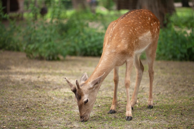 Um jovem cervo caminha no parque animal indefeso frágil