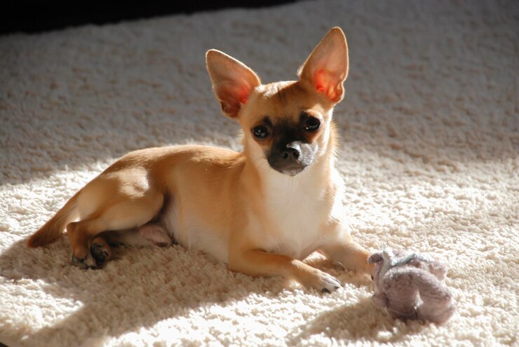 Foto um jovem chihuahua masculino no tapete com um brinquedo de pelúcia