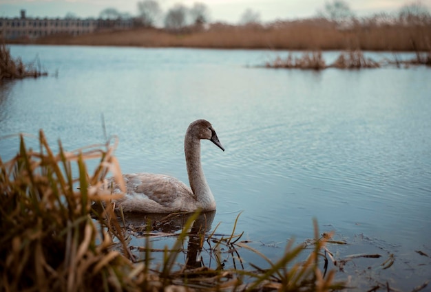 Um jovem cisne nada em um lago. Natureza.