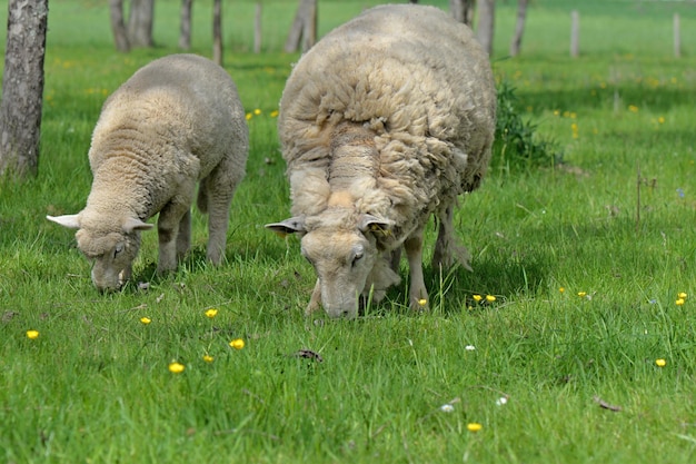 Um jovem cordeiro e uma ovelha pastando em um prado na primavera