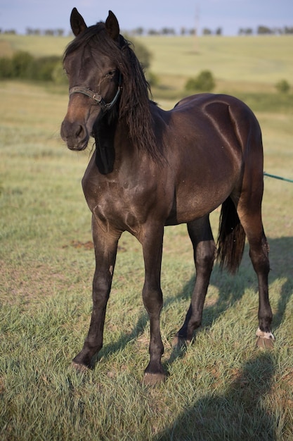 Um jovem e lindo cavalo solitário de cor escura da baía pasta e caminha em um prado verde em um dia ensolarado