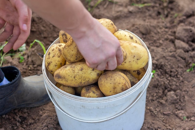Um jovem fazendeiro recolhe batatas no campo Colheita Indústria agrícola
