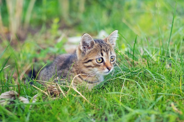 Um jovem gatinho listrado com um olhar expressivo senta-se na grama alta