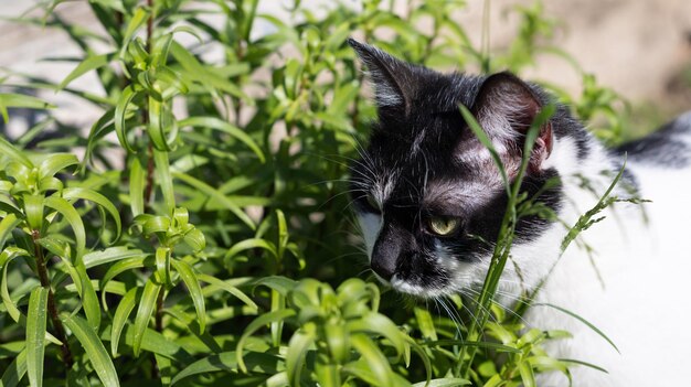 Foto um jovem gato atraente a caçar na relva.