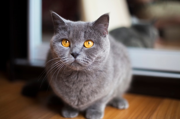 Um jovem gato britânico de pelo curto e fofo com olhos laranja está deitado no chão