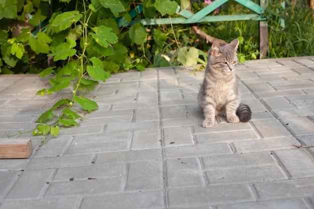 Um jovem gato cinza senta-se em uma telha no verão e faz uma carranca