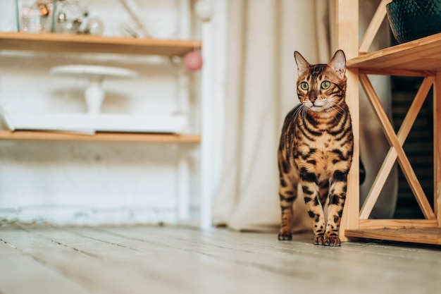 Um jovem gato de Bengala anda pela sala