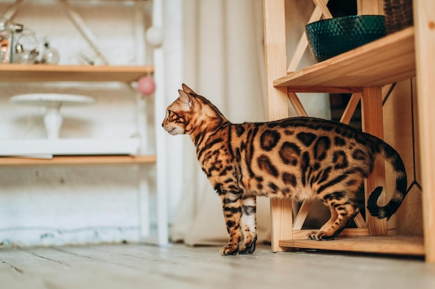 Um jovem gato de Bengala anda pela sala