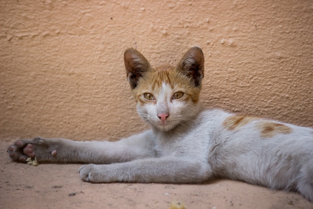 Um jovem gato relaxado olhando para a câmera