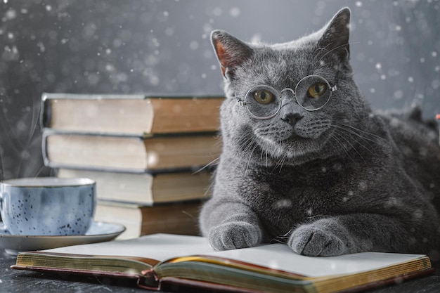 Um jovem grande gato britânico cinza em óculos redondos transparentes encontra-se em um caderno, um caderno.