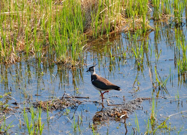 Um jovem lapwing Vanellus vanellus caminha pelo pântano em uma manhã ensolarada de outono