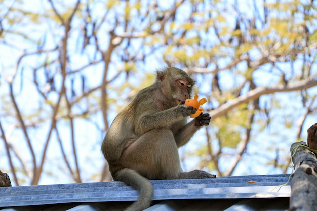 Um jovem macaco senta-se no telhado e limpa o mandarim