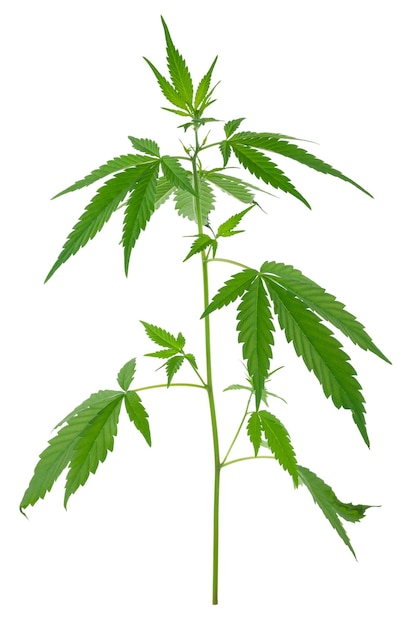 Um jovem novo cultivo de plantas de maconha cannabis