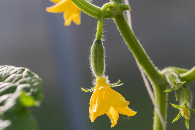 Um jovem pepino pequeno com uma flor amarela em um galho cresce em uma estufa