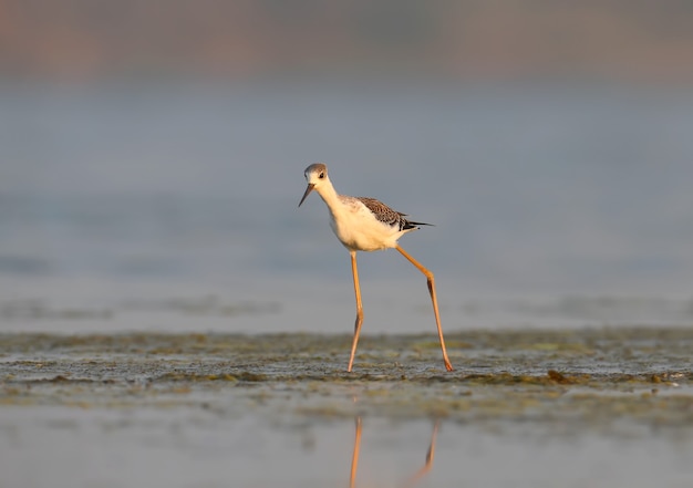 Um jovem pernilongo de asas negras (Himantopus himantopus) caminha em águas rasas sob a luz suave da manhã