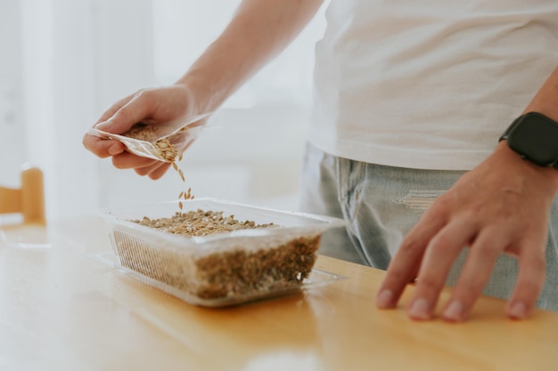 Um jovem planta sementes de trigo num recipiente