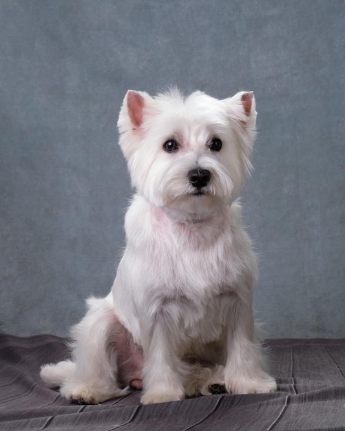 Um jovem West Highland White Terrier senta-se em um fundo vintage Foto vertical